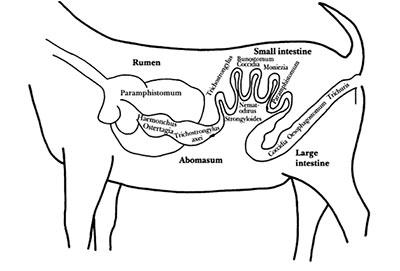 Brief Review of Digestive System of Goat