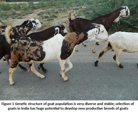 Indian Goat Breeds