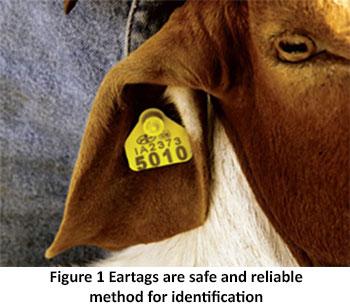 Herd Book for Goats – Need of the hour