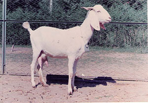 Mehsana Goat for sale