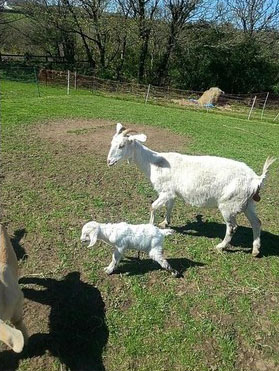 Portreath landowner breeding her own rare goat meat