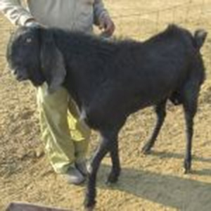 Beetal Goat Farming & Beetal Goats Breed Characteristics - GoatGyan ...